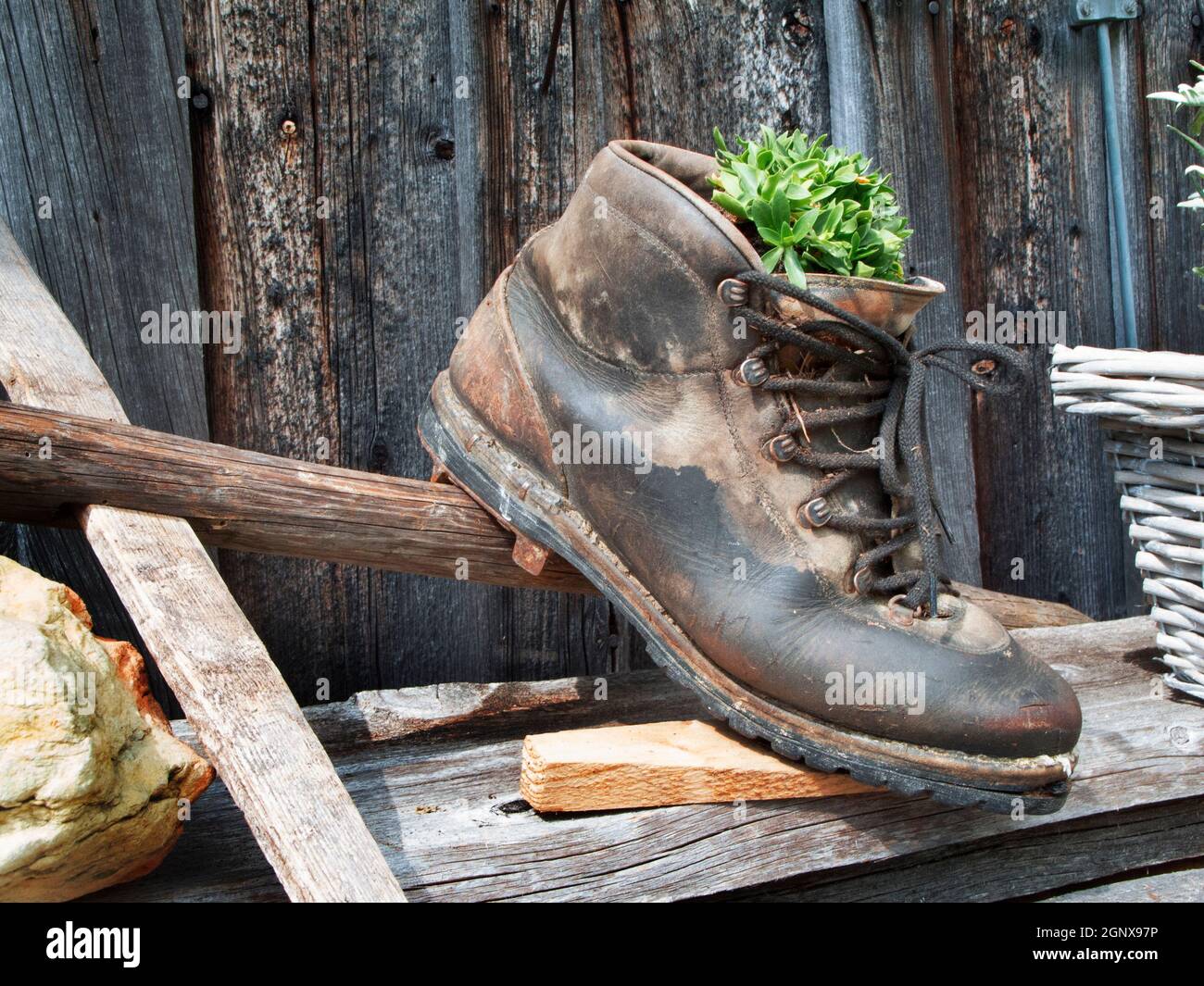 Primo piano di una vecchia scarpa da trekking usurata piena di una pianta ornamentale all'esterno su un vecchio muro di fienile intemperie. Foto Stock