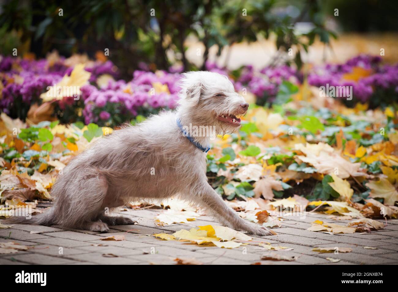 Un piccolo strano cane biondo divertente con capelli ricci è soffiato dal vento sullo sfondo di un parco e un letto fiorito con fiori all'aperto Foto Stock