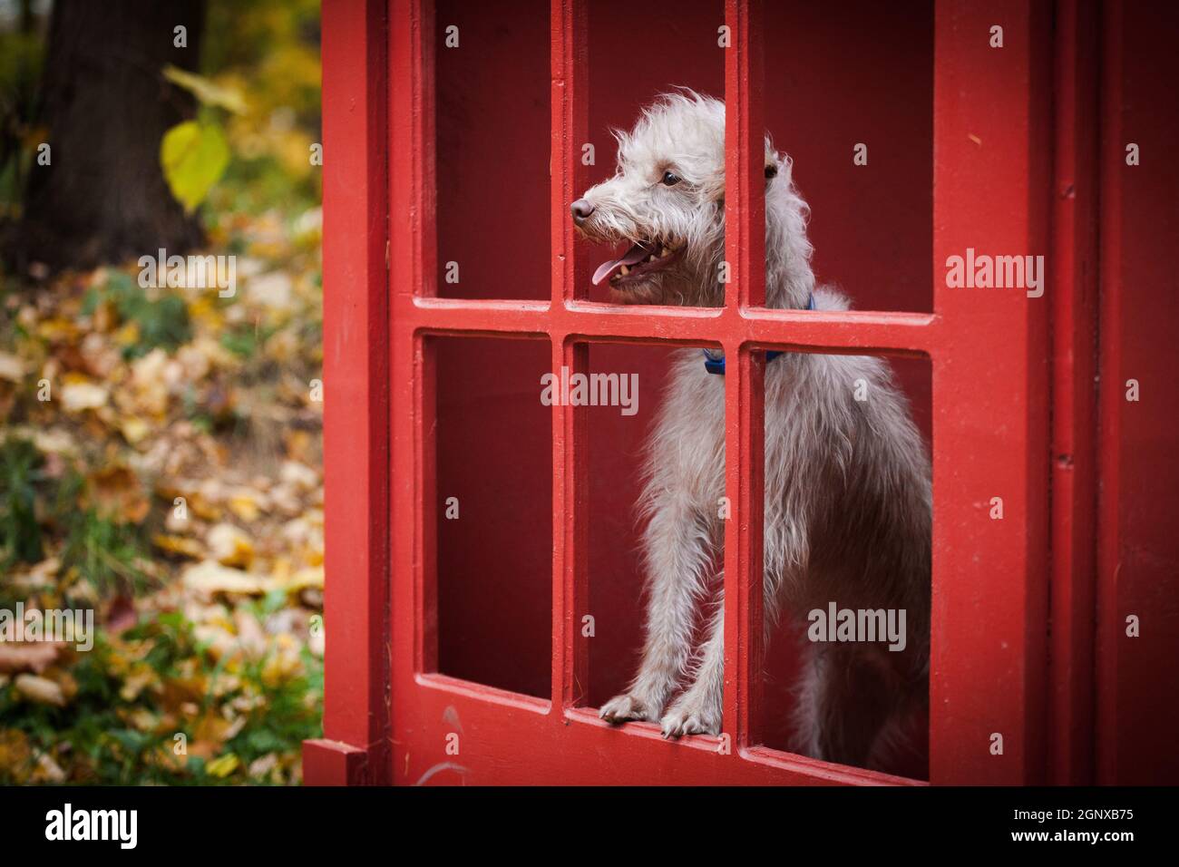 Piccolo cane leggero divertente con bocca aperta sporge da un vecchia scatola telefonica rossa nel parco autunnale Foto Stock