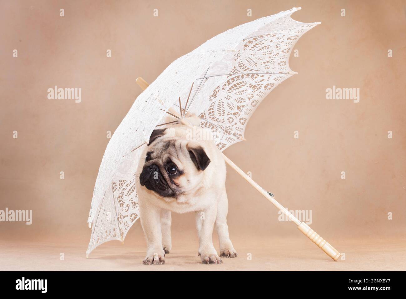 PUG - un piccolo cane decorativo, che da tempo è stato tenuto a conoscere. Un cane dal carattere vivace, allegro e allo stesso tempo equilibrato, nobile e affectio Foto Stock