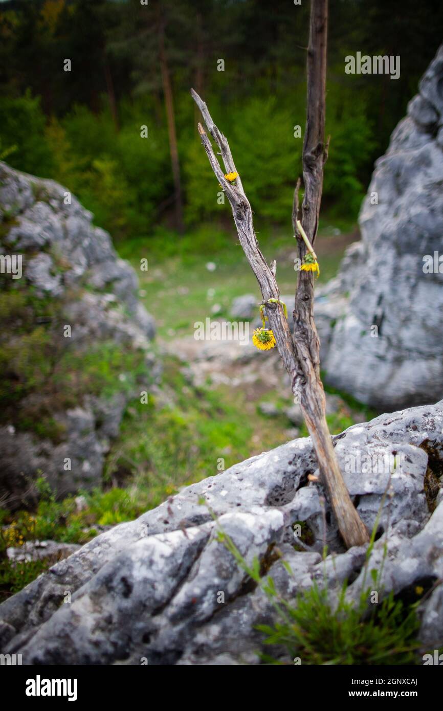 Rigettati fiori raccolti gettati via nella natura | raccolti fiori di dente di leone lasciato a appassire e morire fuori appeso su un tronco di albero morto Foto Stock