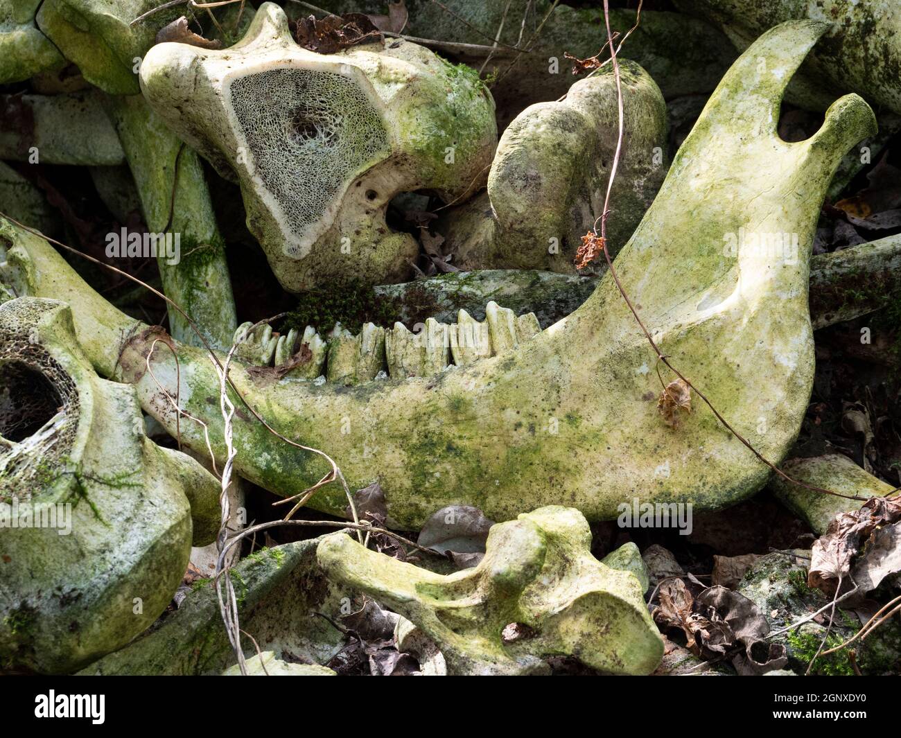 Primo piano di un osso della giawbone con denti e un femore tagliato di mucca o bestiame trovato in una foresta Foto Stock