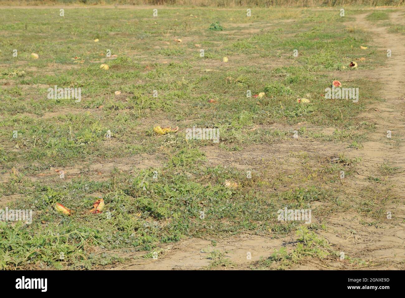 Un campo abbandonato di angurie e di meloni. Il marcio cocomeri. Resti del raccolto di meloni. Marciume verdure sul campo Foto Stock