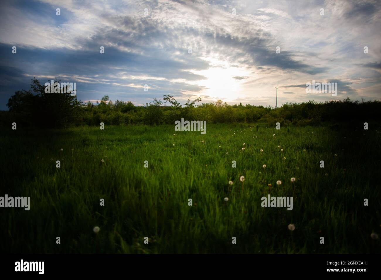 Tramonto sopra il prato piano terra primo piano | Sole scendendo sopra il verde campo di erba con cielo sereno blu con poche nuvole bianche Foto Stock