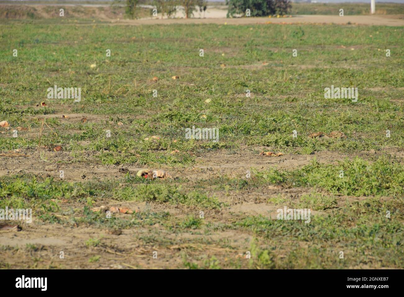 Un campo abbandonato di angurie e di meloni. Il marcio cocomeri. Resti del raccolto di meloni. Marciume verdure sul campo Foto Stock