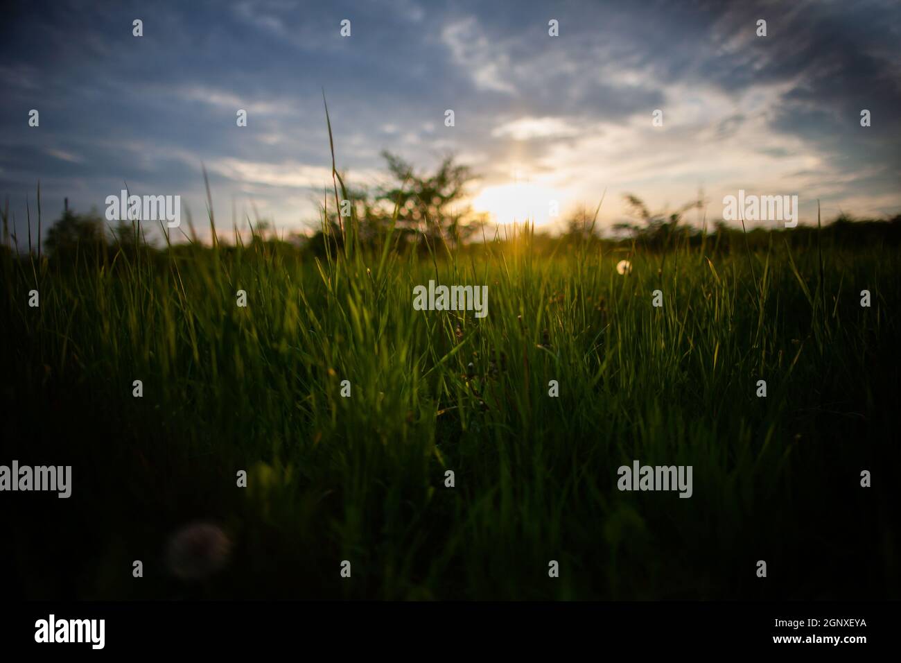 Tramonto sopra il prato piano terra primo piano | Sole scendendo sopra il verde campo di erba con cielo sereno blu con poche nuvole bianche Foto Stock