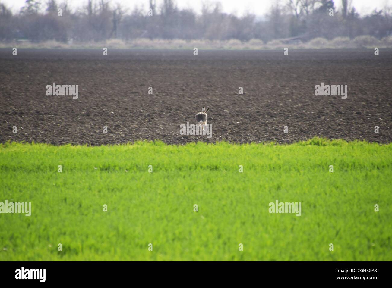 Lepre in esecuzione attraverso il campo è una lepre. Un spaventati lepre. Foto Stock