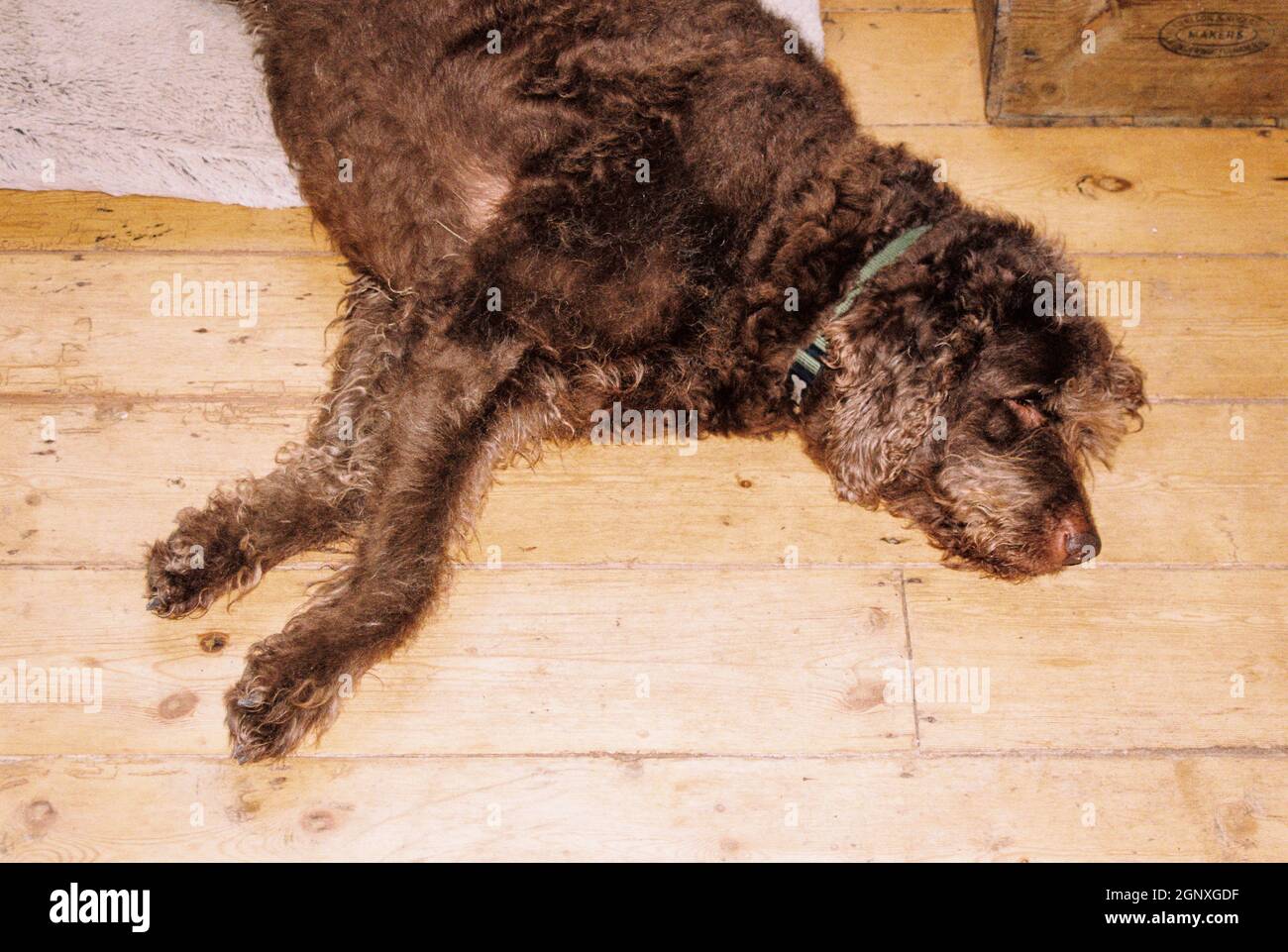 Labradoodle cane dormire, Hampshire, Inghilterra, Regno Unito. Foto Stock