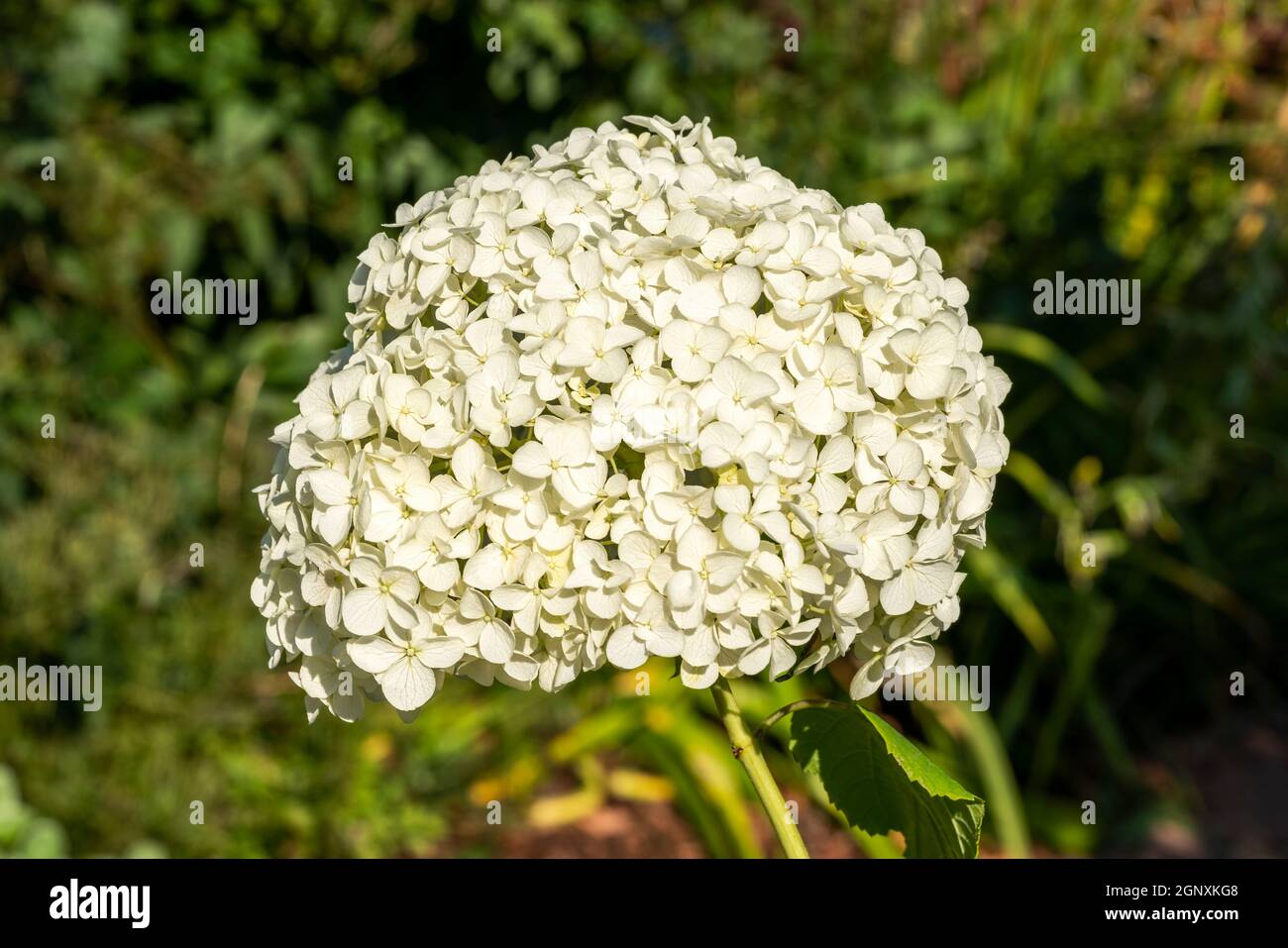 Hydrangea arborescens 'Annabelle' una pianta arbusto bianco fiore d'estate comunemente nota come immagine fotografica di scorta di idrangea liscia Foto Stock