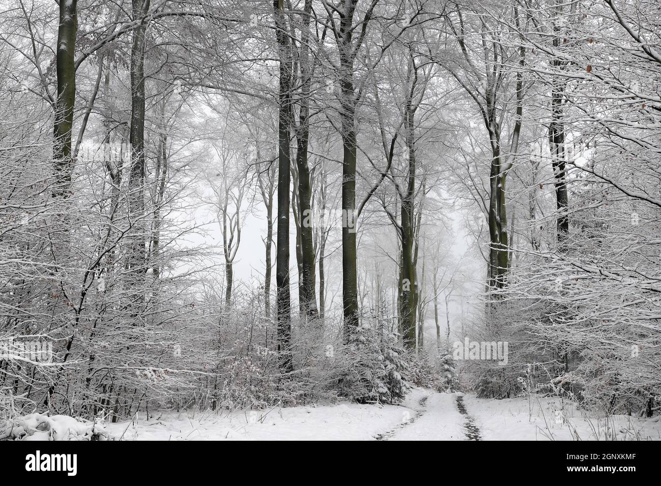 Winterwald im Naturpark Arnsberger Wald auf dem Stimm Stamm, zugeschneiter Winterwald mit tief hängenden verschneiten Ästen und Zweigen. Foto Stock