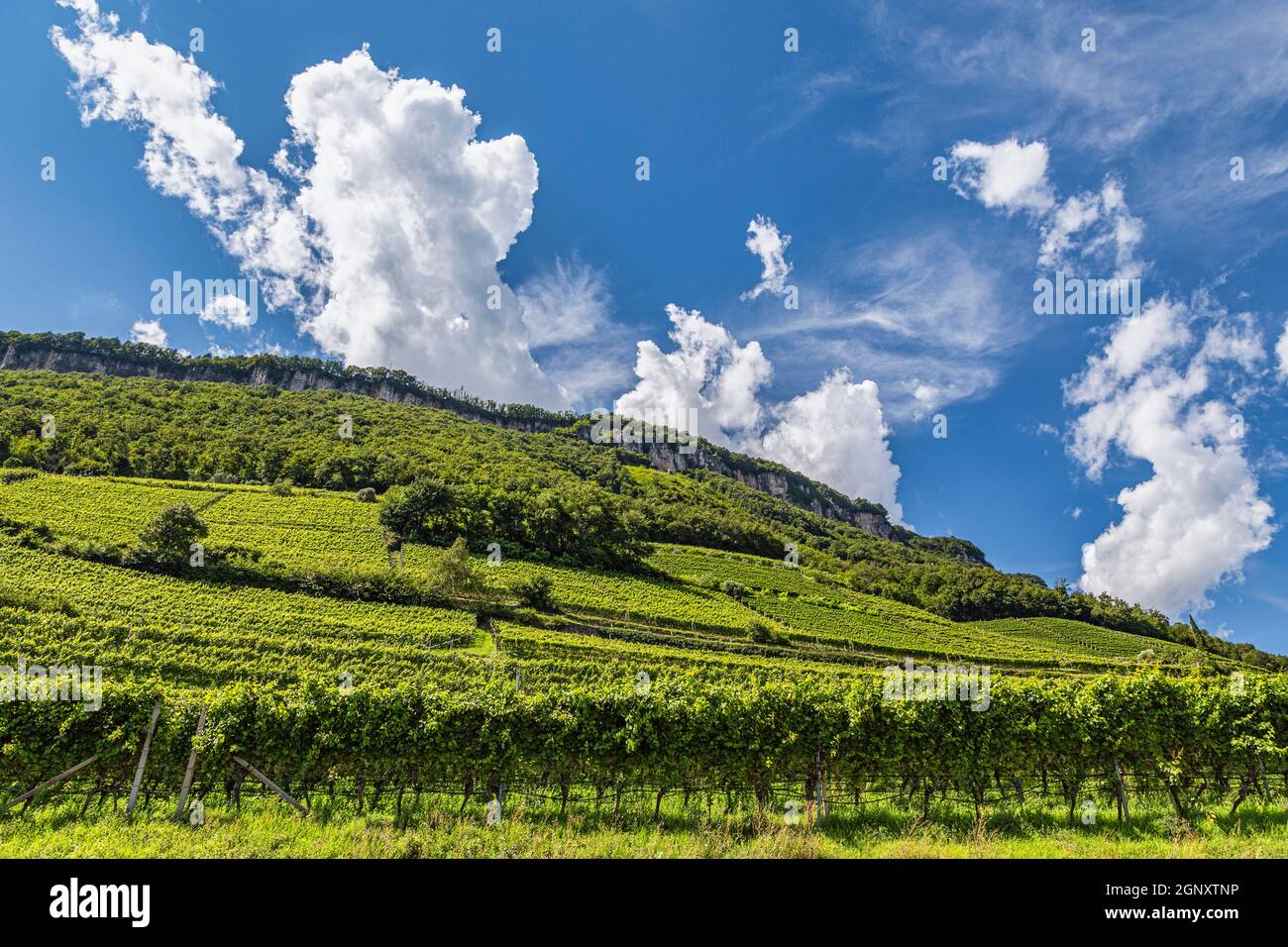 Valli e pendii piantati di vitigni Traminer, Gewürztraminer, lungo la strada del vino altoatesino. Provincia di Bolzano, Trentino Alto Adige Foto Stock