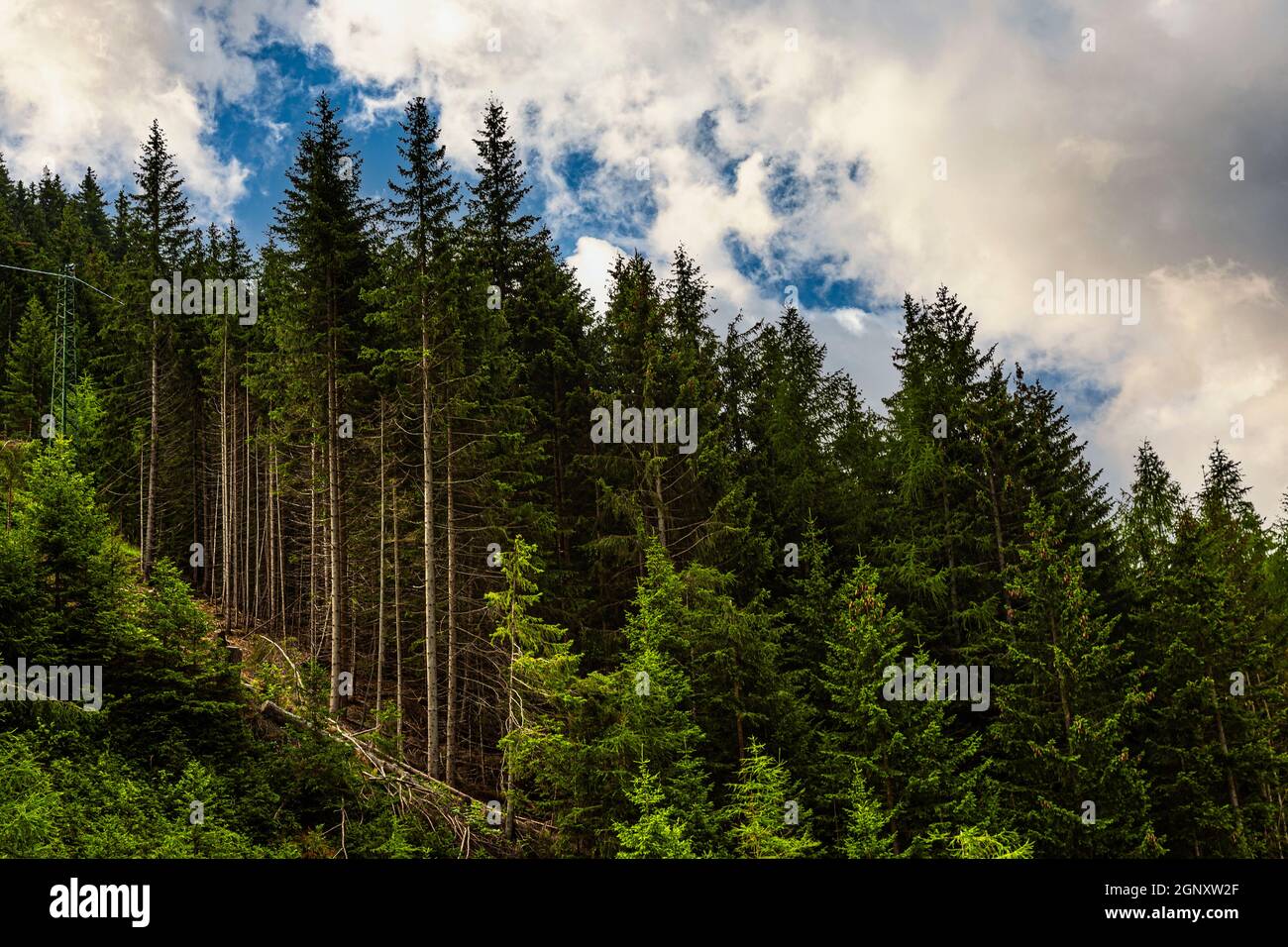 Foreste subalpine di conifere. Passo del Brennero. Brennero, Bolzano, Trentino Alto Adige, Italia, Europa Foto Stock