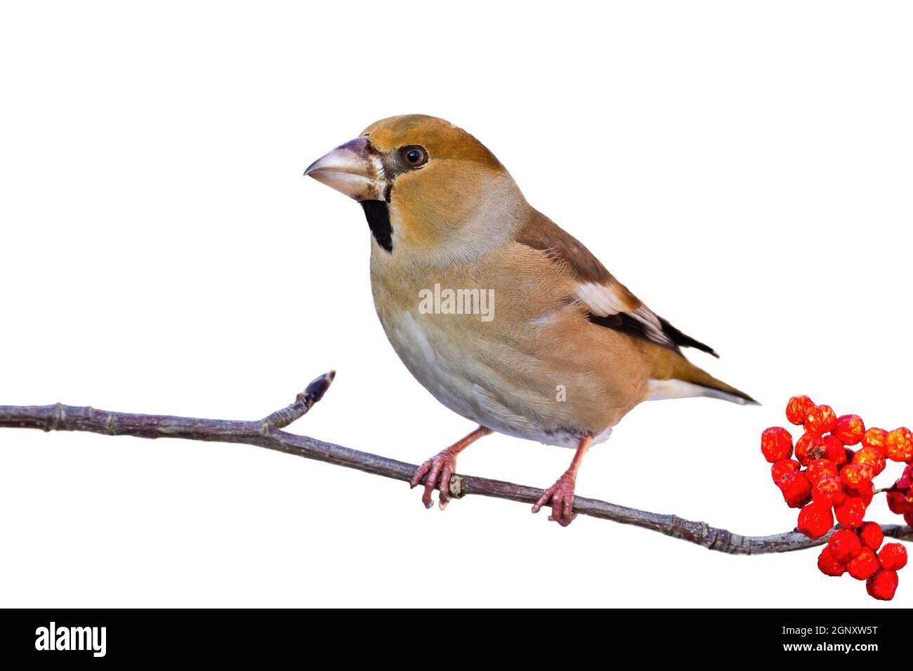 Hawfinch, coccothraustes coccothraustes, seduto su ramo isolato su sfondo bianco. Piccolo uccello marrone che riposa su ramoscello con bacche rosse tagliate fuori sopra Foto Stock