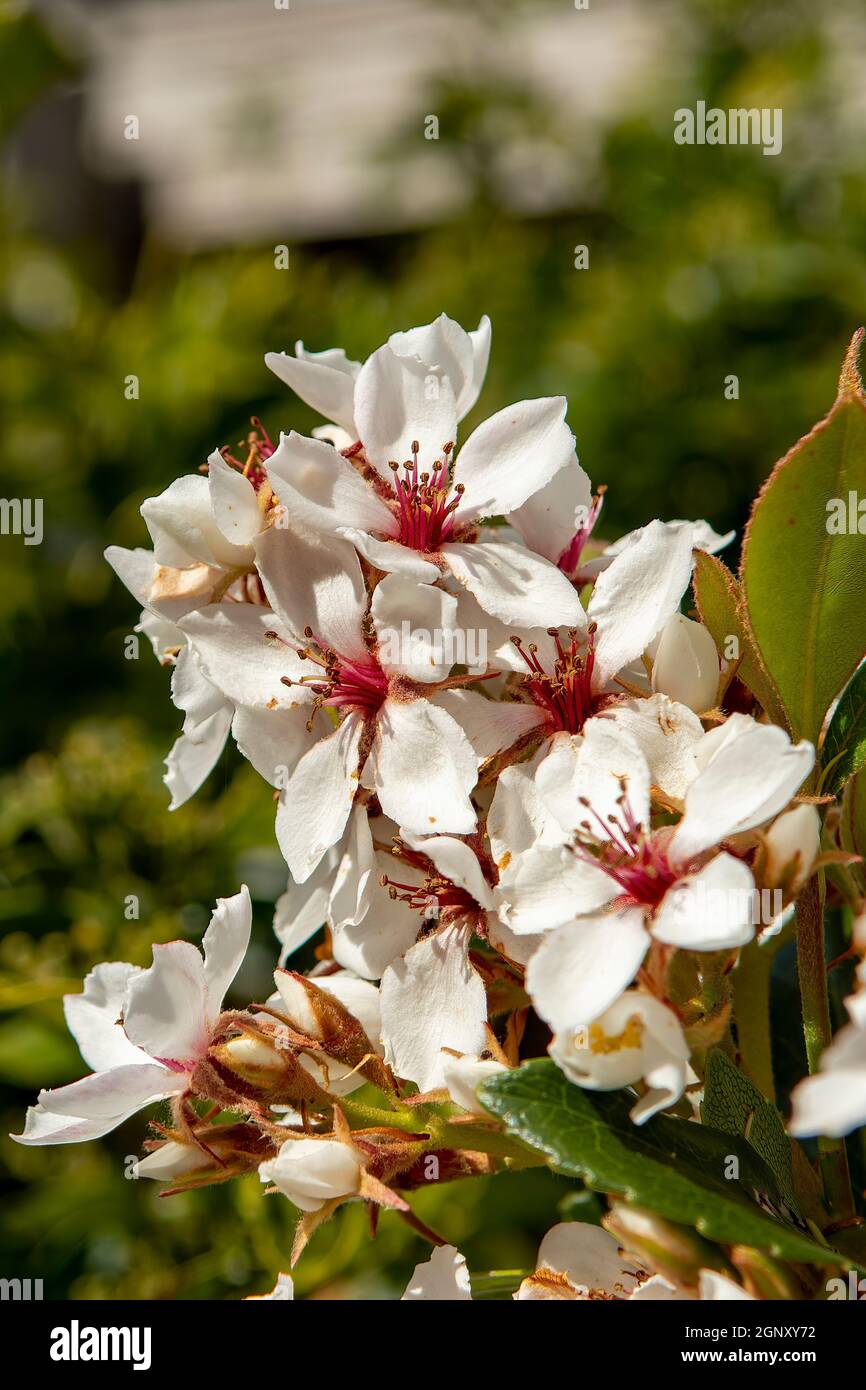 Rhaphiolepis indica intermedia, Hawthorn indiano Foto Stock