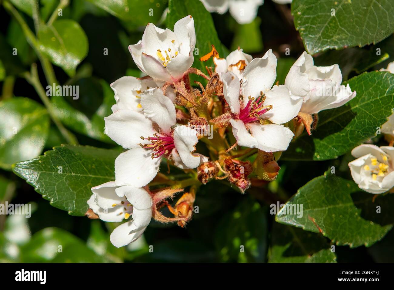 Rhaphiolepis indica intermedia, Hawthorn indiano Foto Stock