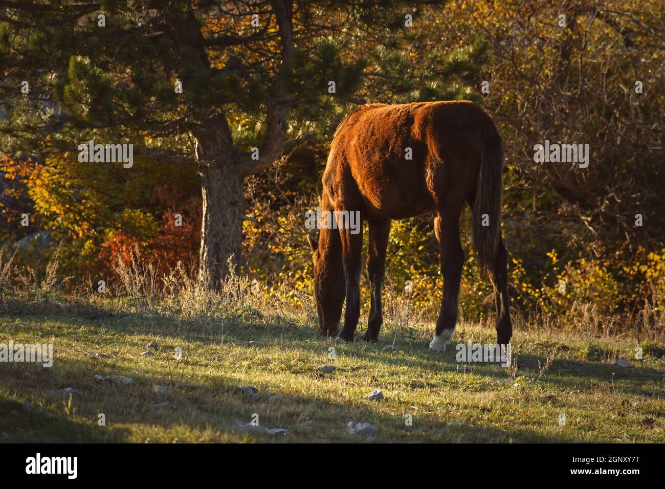 Il cavallo sta pascolare la foresta. Paesaggio d'autunno dorato con un animale domestico. Un cavallo marrone sta mangiando l'erba sullo sfondo dei pini soffici. Beauti Foto Stock