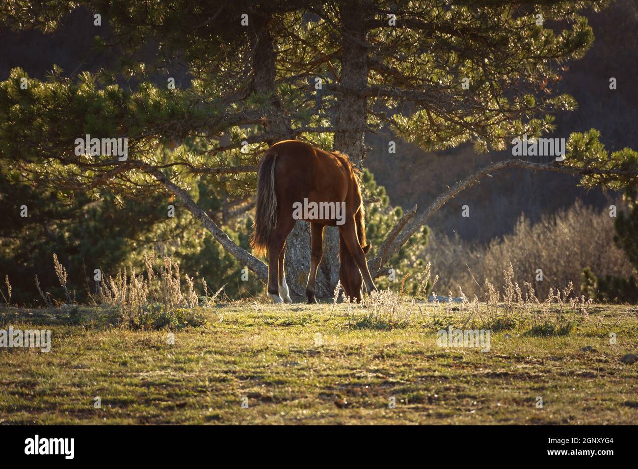 Il cavallo sta pascolare la foresta. Paesaggio d'autunno dorato con un animale domestico. Un cavallo marrone sta mangiando l'erba sullo sfondo dei pini soffici. Beauti Foto Stock
