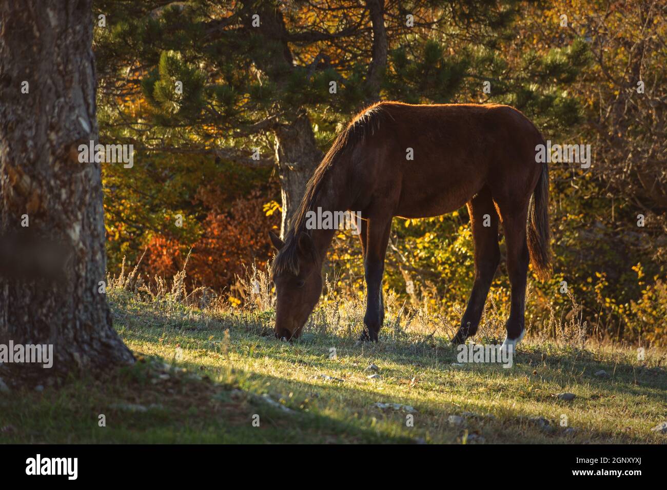 Il cavallo sta pascolare la foresta. Paesaggio d'autunno dorato con un animale domestico. Un cavallo marrone sta mangiando l'erba sullo sfondo dei pini soffici. Beauti Foto Stock