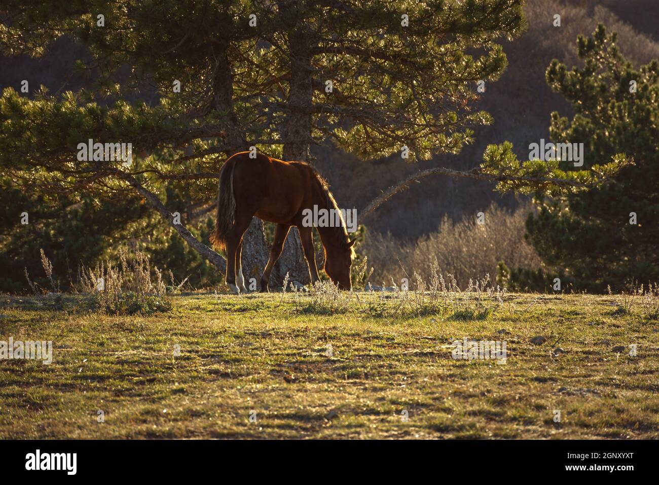 Il cavallo sta pascolare la foresta. Paesaggio d'autunno dorato con un animale domestico. Un cavallo marrone sta mangiando l'erba sullo sfondo dei pini soffici. Beauti Foto Stock