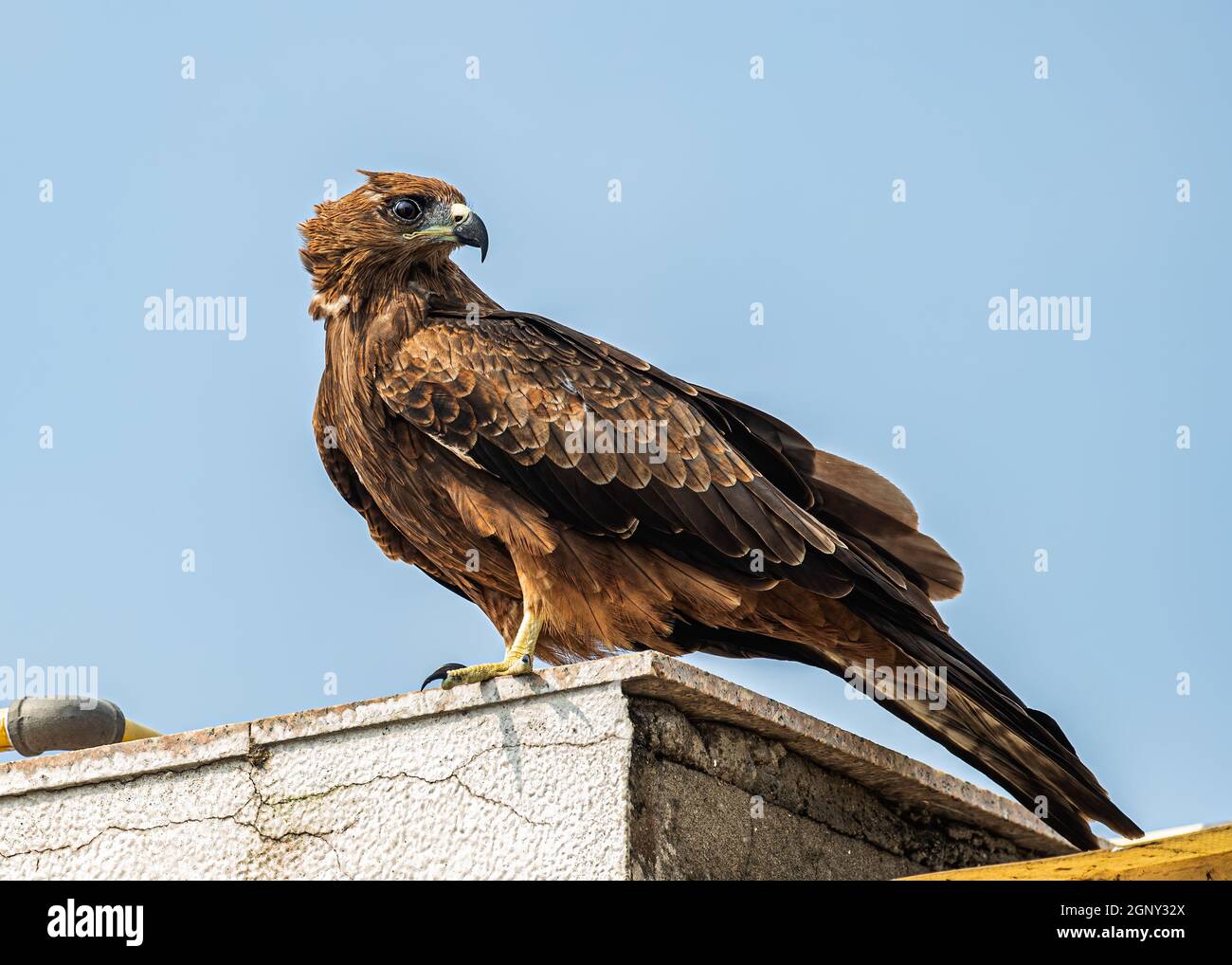 Un aquilone nero che si gode l'ala e riposarsi Foto Stock