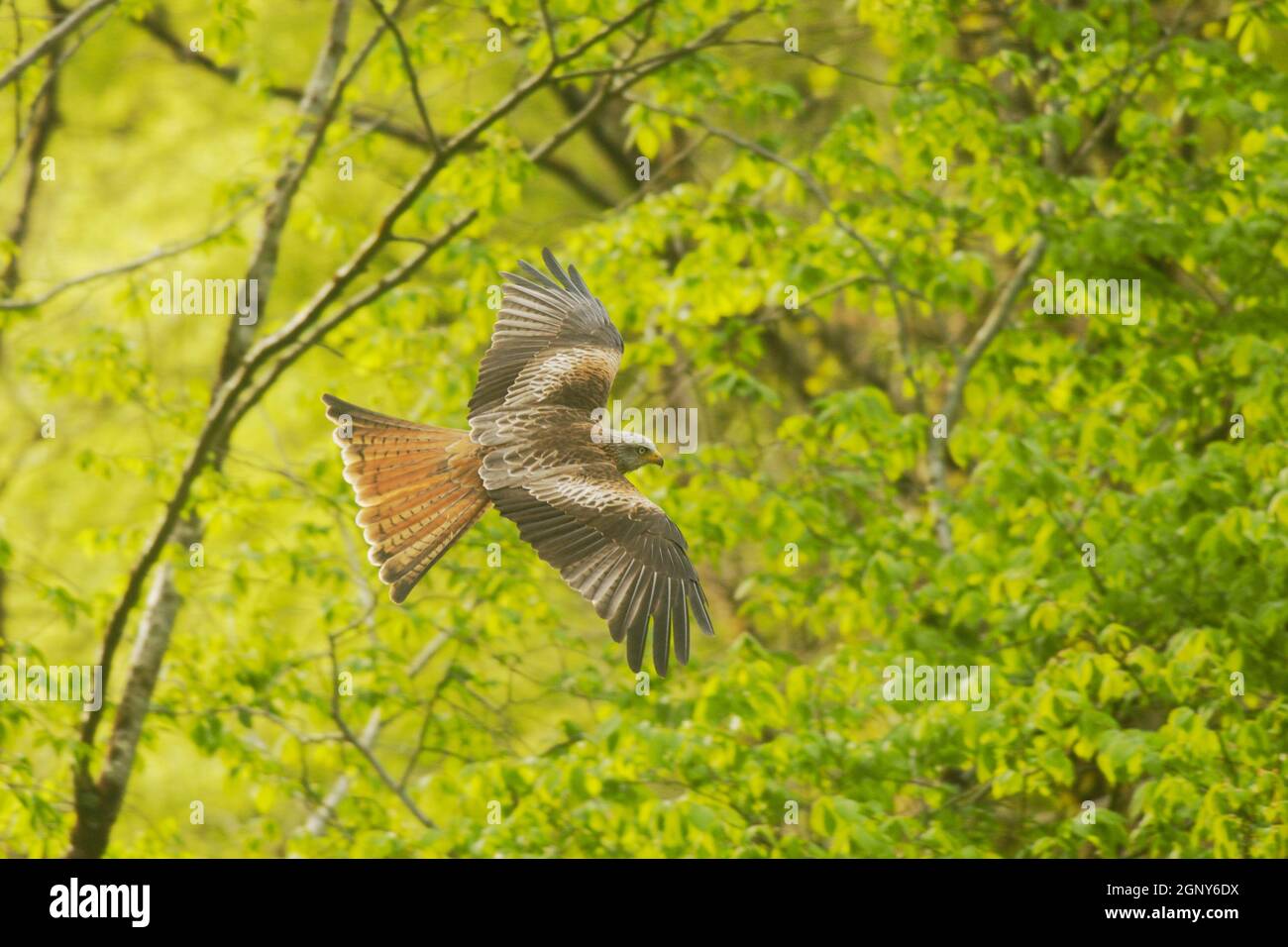 Milvus milvus, Red Kite in volo in bosco in primavera, Galles, Regno Unito Foto Stock