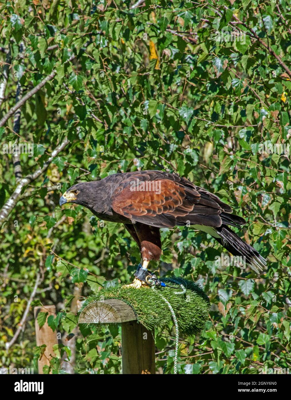 Harris Hawk Foto Stock
