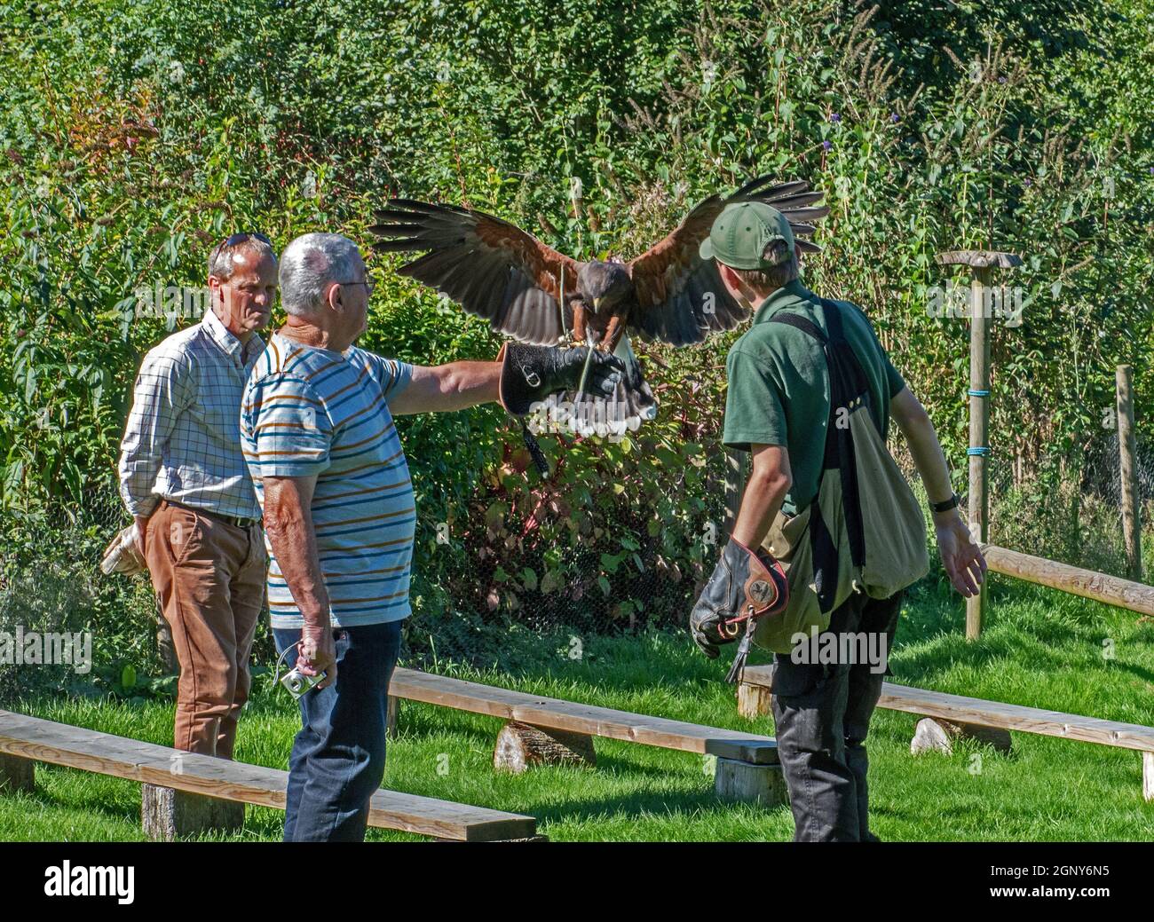 Giornata dell'esperienza Bird of Prey Foto Stock