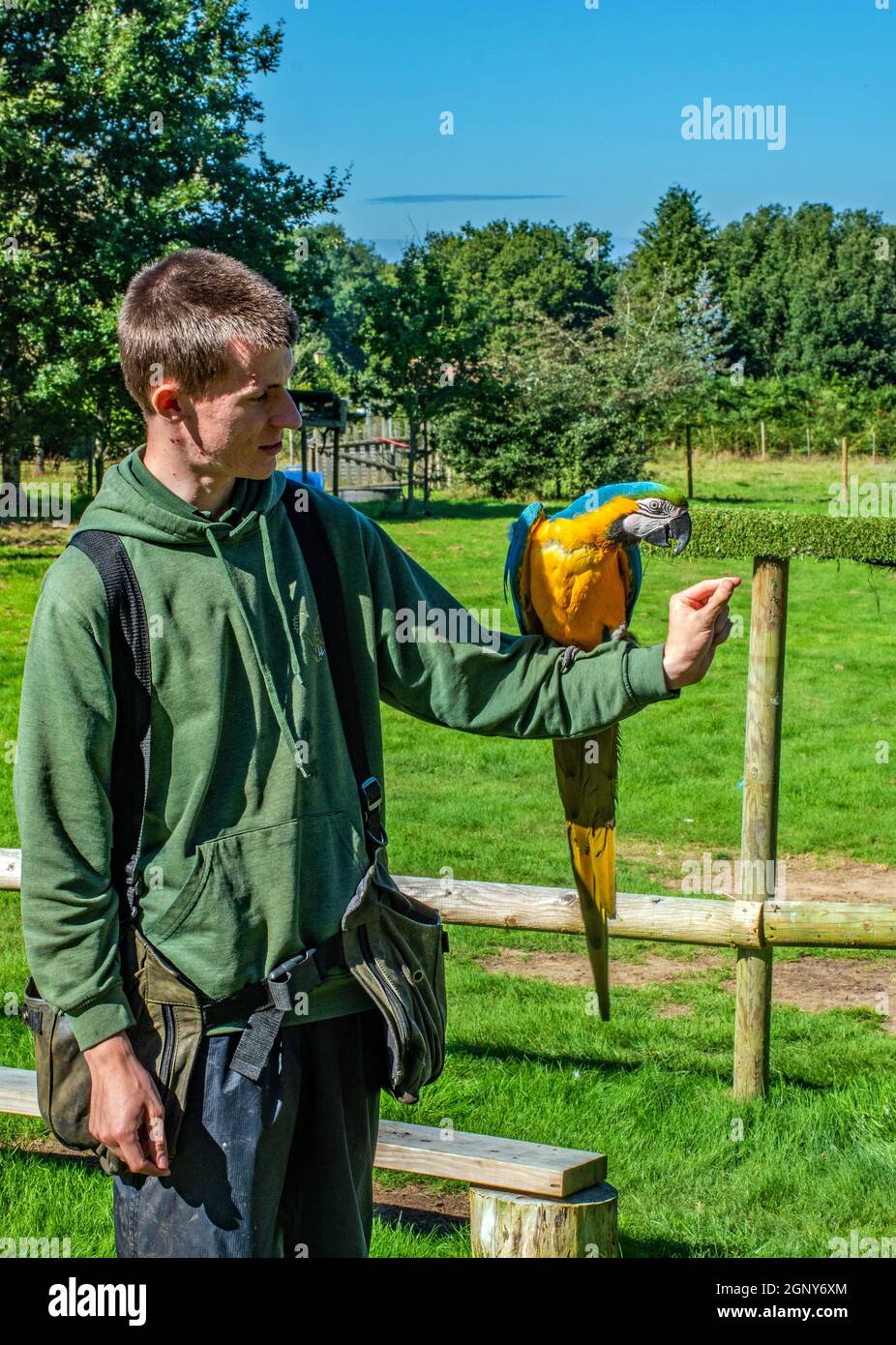 Falconer con pappagallo di Macaw blu e oro Foto Stock