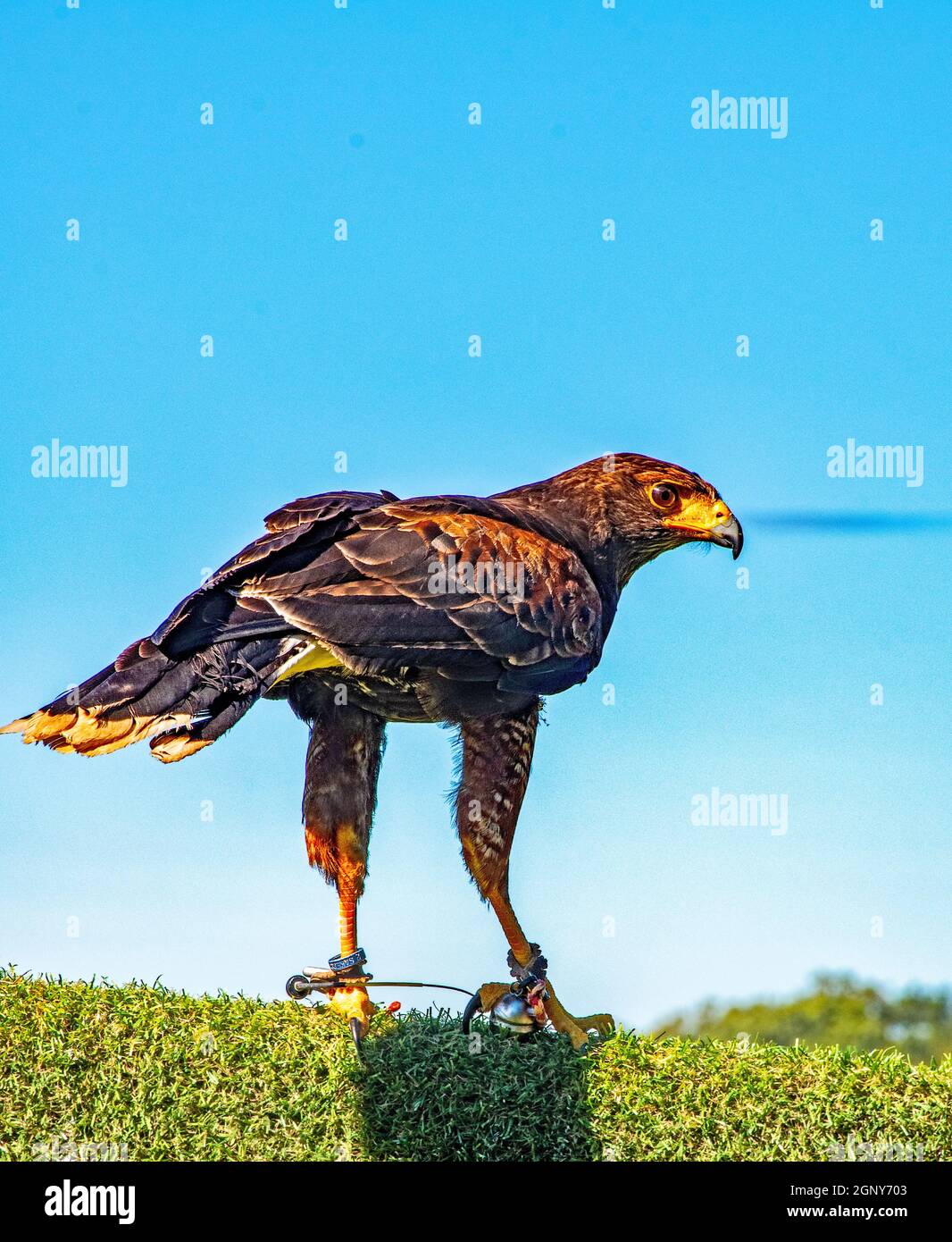 Harris Hawk Foto Stock