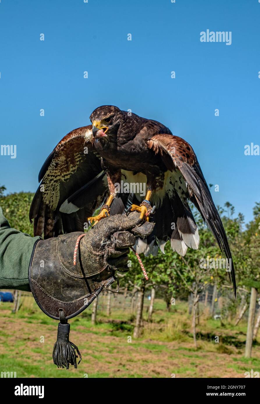 Harris Hawk Foto Stock