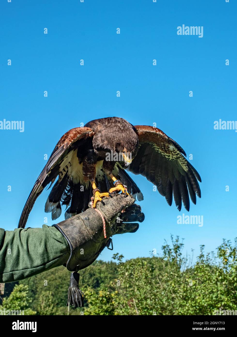 Harris Hawk Foto Stock