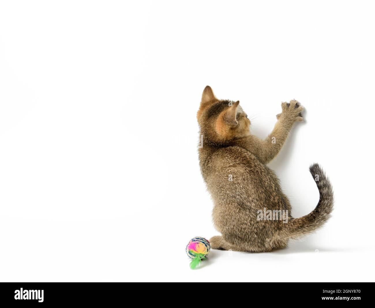 Gattino con zampe d'oro, chinchilla inglese diritta seduta su uno sfondo bianco, zampa anteriore sollevata, spazio copia Foto Stock