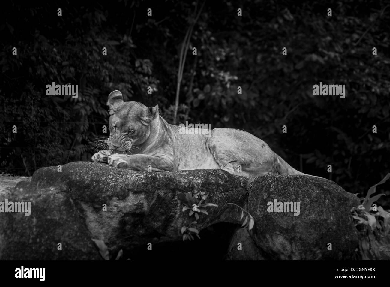 Mangiare leone femminile di carne (monocromatico). Luogo di tiro: Singapore Foto Stock