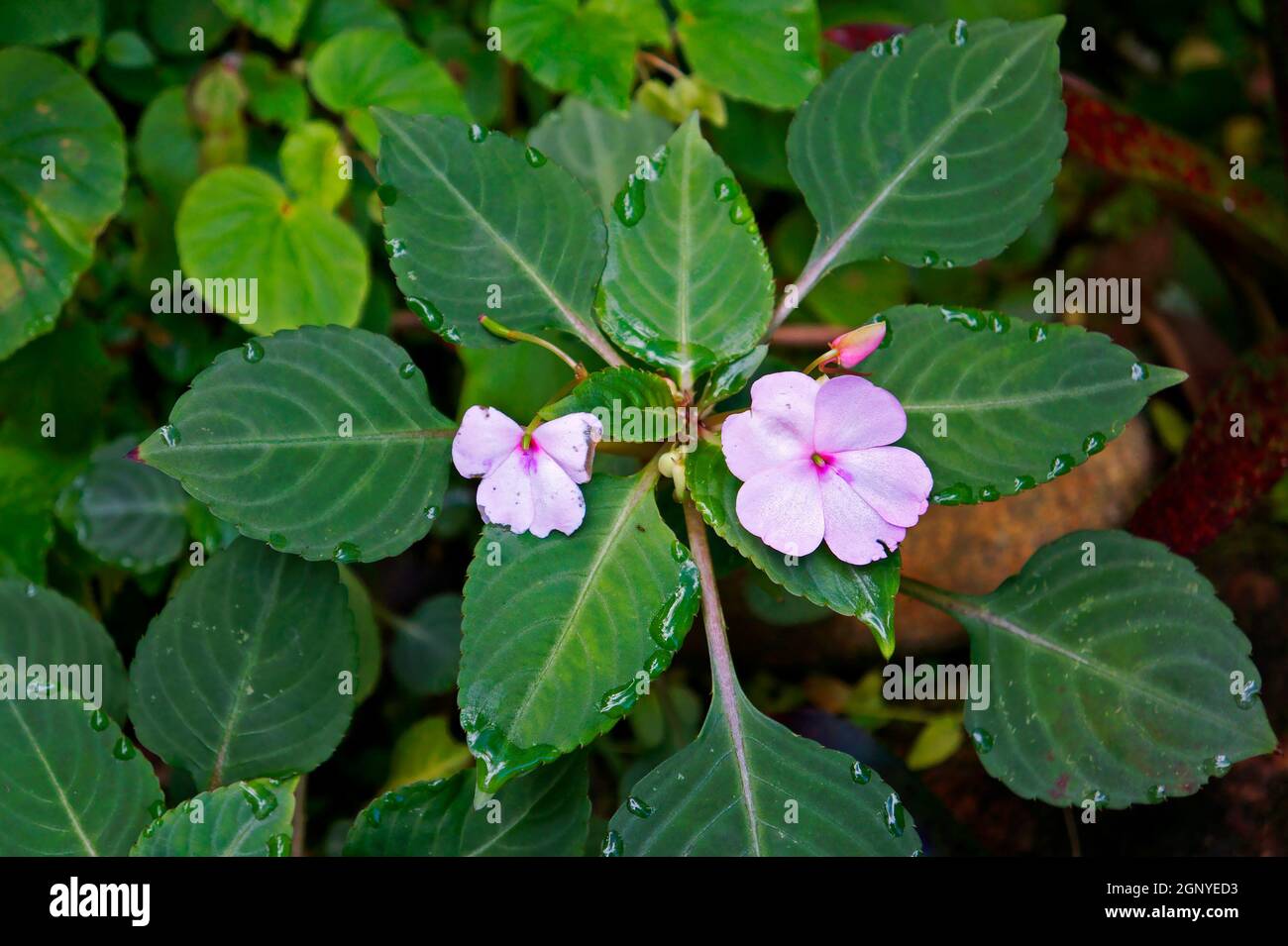 Fiori di lizzie occupato (Impatiens walleriana) Foto Stock