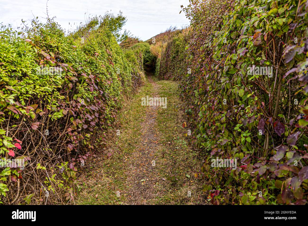 Dolci colline e sentieri morbidi sul sentiero dell'Arcipelago (Øhavsstien). Sull'isola danese di Langeland si fa spesso un'escursione nella protezione di siepi fortificati attraverso sentieri affondati. I campi si alternano a tratti di spiaggia e in lontananza è già visibile una faggeta. Langeland, Danimarca Foto Stock
