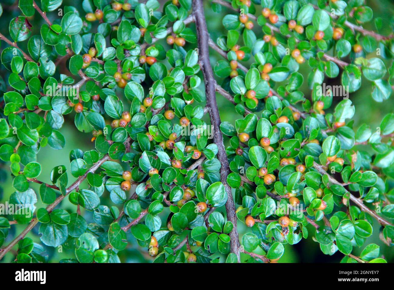 Cotoneaster horizontalis Decne. Texture da foglie verdi di Cotoneaster. Fogliame e bacche non mature di Cotoneaster. Ramo di pianta con foglie verdi Foto Stock