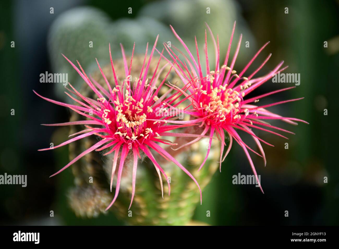 Lobivia spp. Con fiore di shinshowa rosa su sfondo sfocato del giardino di cactus. Foto Stock