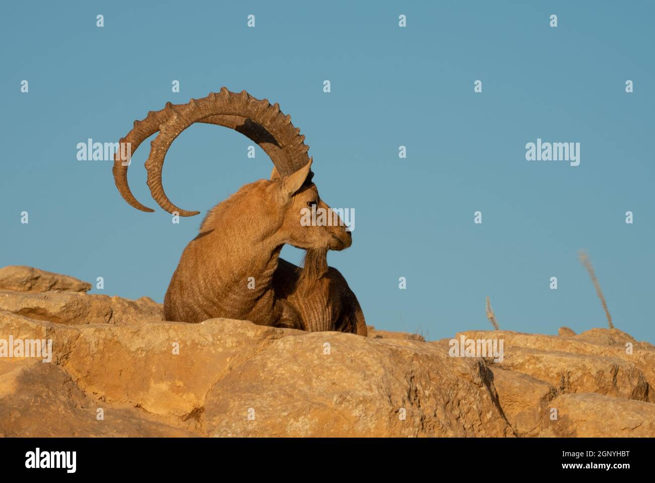 Stambecco nubiana adulto (Capra nubiana) maschio seduto su una scogliera contro un cielo blu Foto Stock