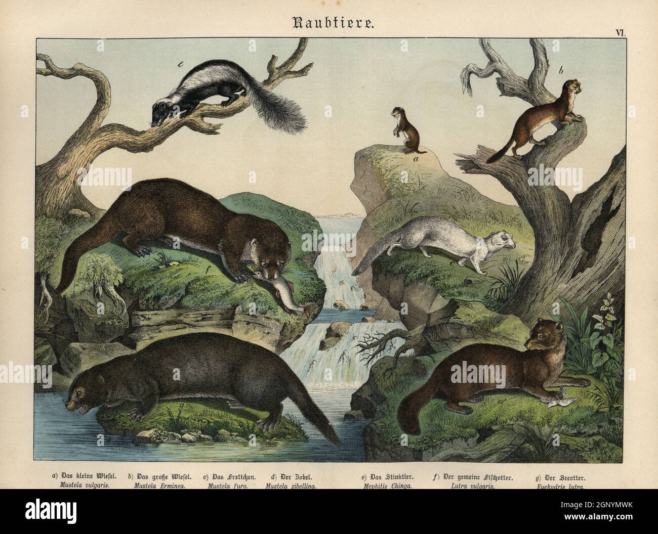 Chromolithograph di Gotthilf Heinrich von Schubert's Natural History of Animal Kingdom for School and Home (Naturgeschichte des Tierreichs fur Schule und Haus), Schreiber, Monaco di Baviera, 1886. Foto Stock