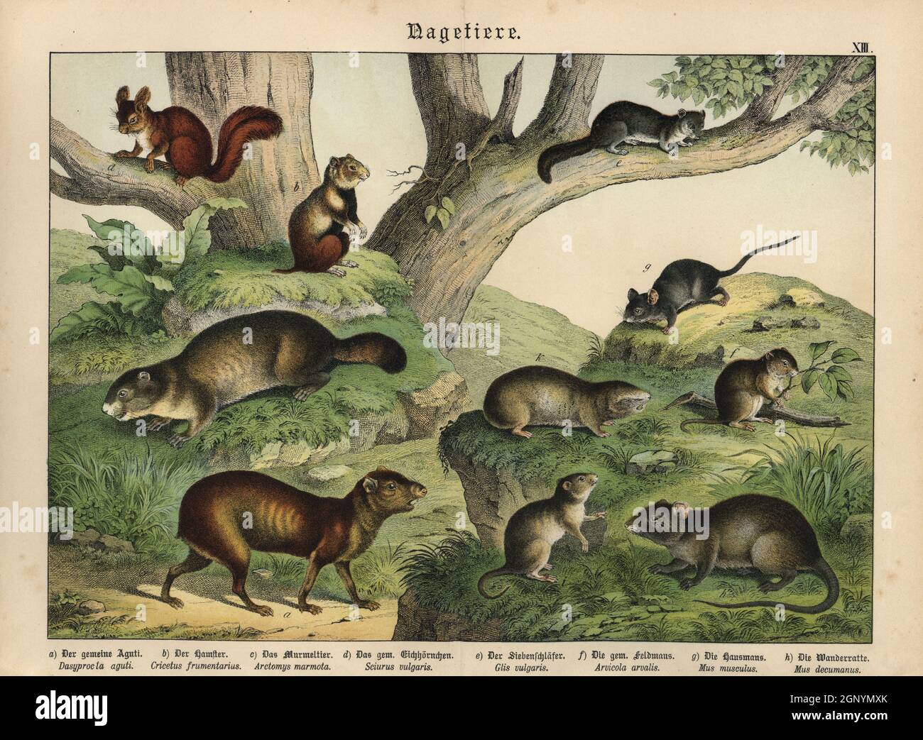 Chromolithograph di Gotthilf Heinrich von Schubert's Natural History of Animal Kingdom for School and Home (Naturgeschichte des Tierreichs fur Schule und Haus), Schreiber, Monaco di Baviera, 1886. Foto Stock