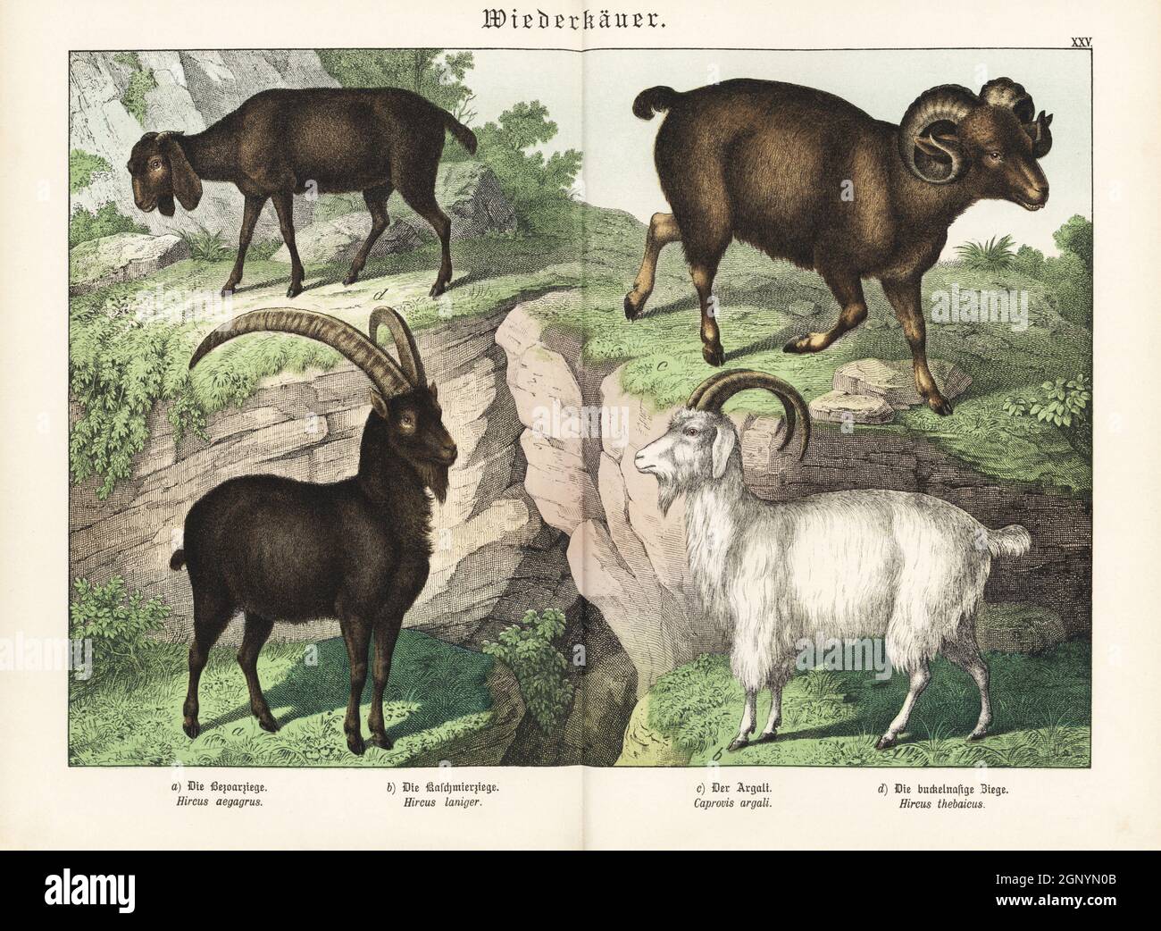 Bezoar, Capra hircus subsp. Aegagrus, Hircus aegagrus a, capra di cashmere, Capra hircus laniger b, argali, Ovis ammon, Caprovis argali c, e capra di Teban, Hircus thebaicus d. Chromolithograph di Gotthilf Heinrich von Schubert's Natural History of Animal Kingdom for School and Home (Naturgeschichte des Tierreichs fur Schule und Haus), Schreiber, Monaco di Baviera, 1886. Foto Stock