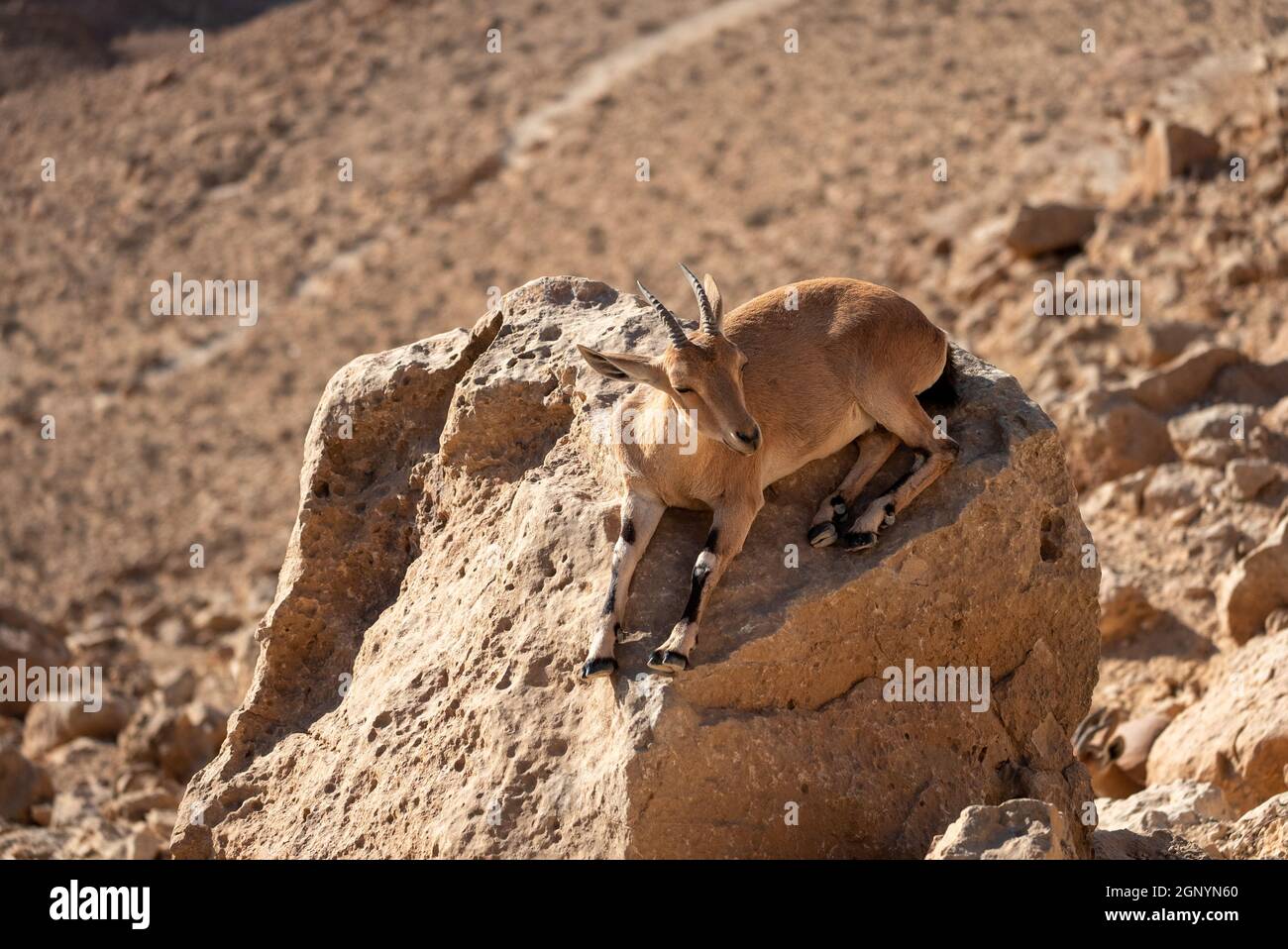 Femmina di stambecco nubiana (Capra nubiana) è seduta su una roccia nel Negev Foto Stock