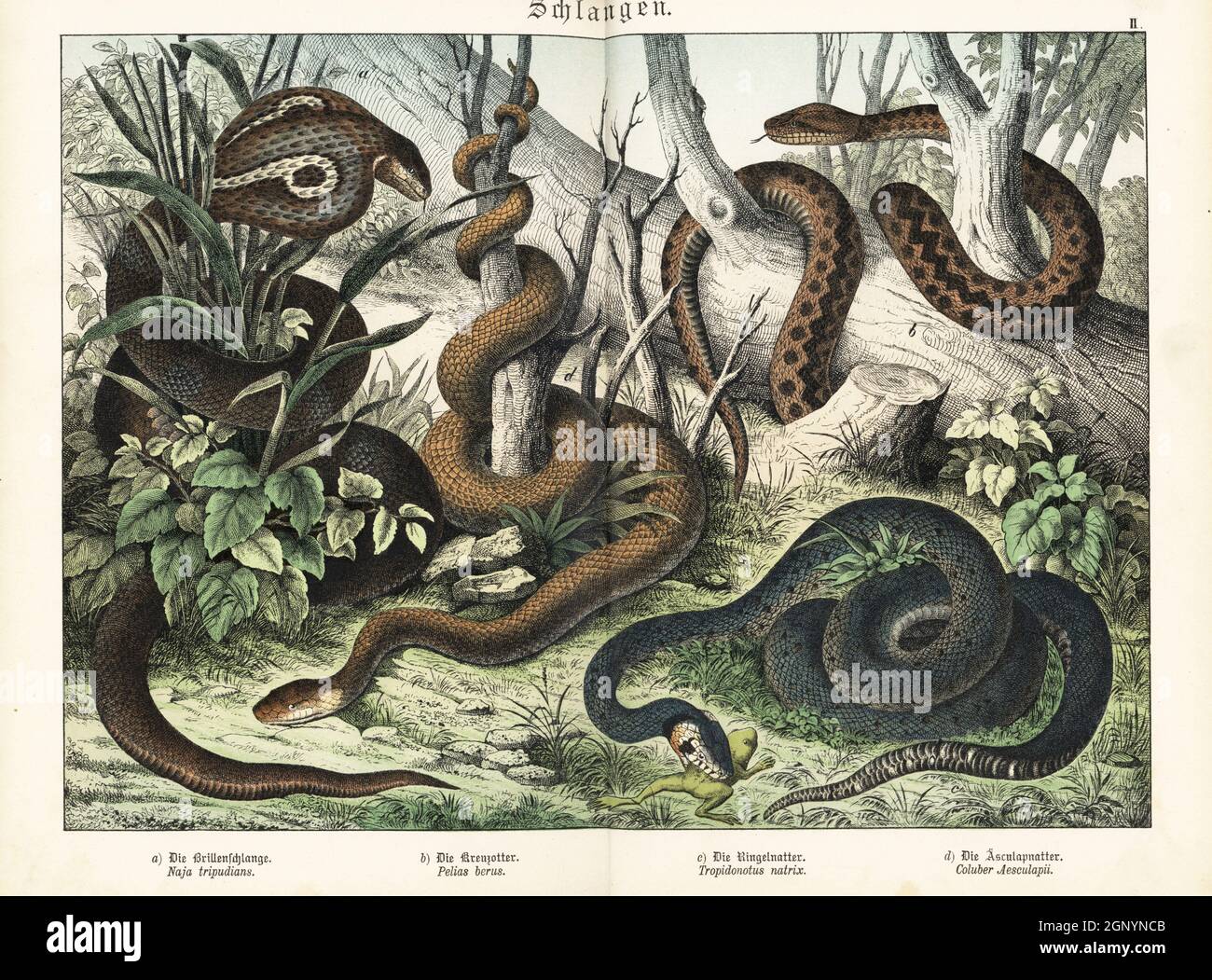 Cobra monocled, Naja kaouthia a, comune sommatore europeo, Vipera berus b, serpente d'erba con rana, Natrix natrix, c, e sud-americano falso coralsnake, Erythrolamprus aesculapii d. Chromolithograph di Gotthilf Heinrich von Schubert's Natural History of Animal Kingdom for School and Home (Naturgeschichte des Tierreichs fur Schule und Haus), Schreiber, Monaco di Baviera, 1886. Foto Stock