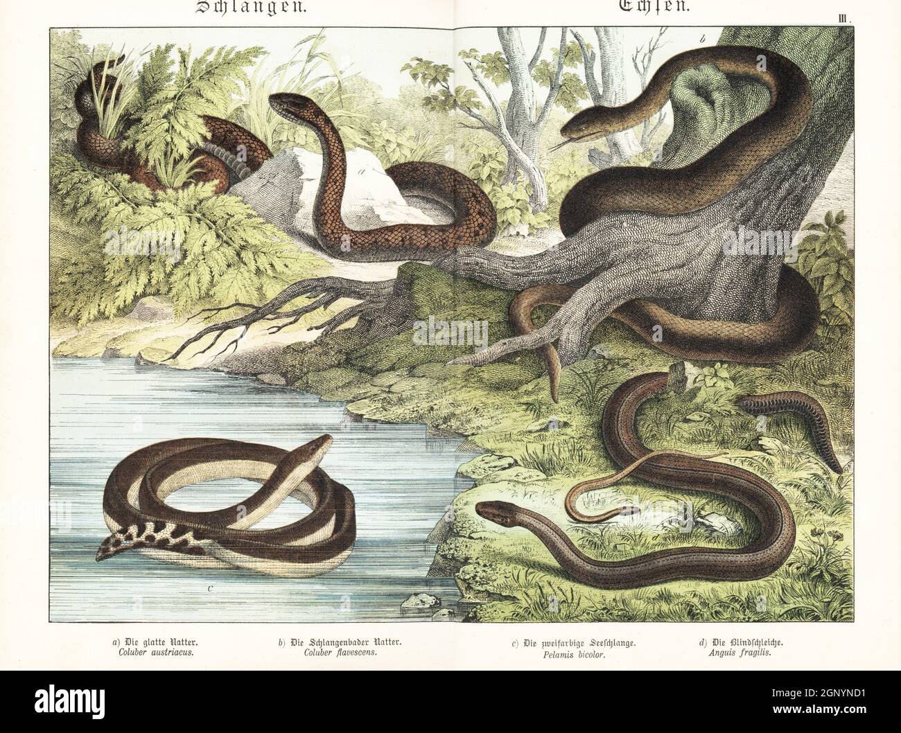 Serpente liscio, Coronella austriaca a, serpente di Aesculapian, Zamenis longissimus b, serpente di ventre giallastro, Hydrofis platurus c, e verme lento, Anguis fragilis d. Chromolithograph di Gotthilf Heinrich von Schubert's Natural History of Animal Kingdom for School and Home (Naturgeschichte des Tierreichs fur Schule und Haus), Schreiber, Monaco di Baviera, 1886. Foto Stock