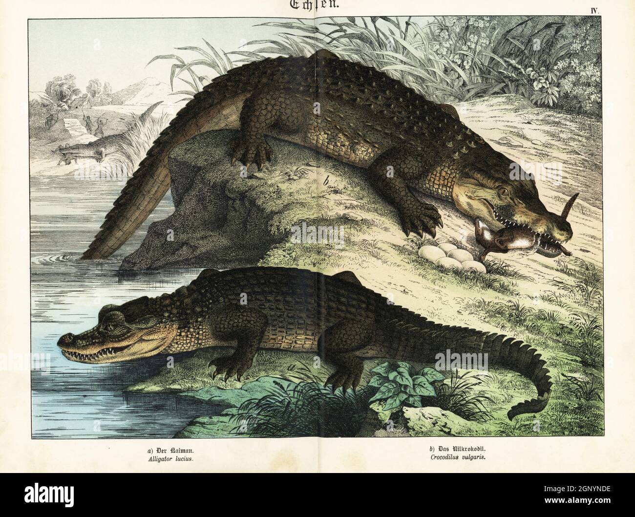 Alligatore del Mississippi, alligatore missippiensis a, e coccodrillo del Nilo, coccodilus niloticus b. Sullo sfondo, un coccodrillo divora un nativo. Chromolithograph di Gotthilf Heinrich von Schubert's Natural History of Animal Kingdom for School and Home (Naturgeschichte des Tierreichs fur Schule und Haus), Schreiber, Monaco di Baviera, 1886. Foto Stock
