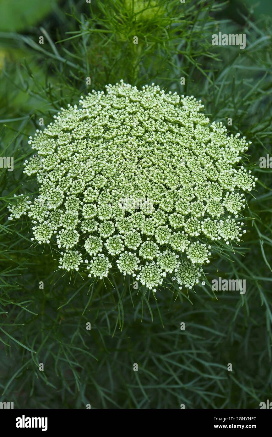 Carote selvatiche (carota di Daucus). Chiamato il nido di Bird, il merletto del Vescovo e il merletto della Regina Anna Foto Stock