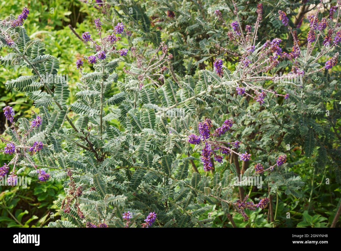 Leadplant (Amorfa canescens). Chiamato Downy indaco cespuglio, Prairie sfilata e Buffalo soffietto anche Foto Stock