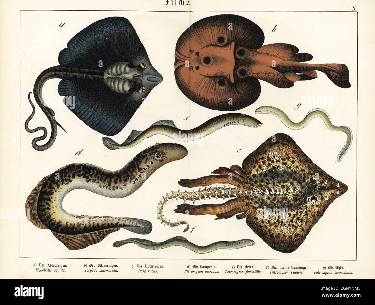 Raggio dell'aquila, Myliobatis aquila a, raggio elettrico marmorizzato, Torpedo marmorata b, raggio della spina, Raja clavata c, lampreda del mare, Petromyzon marinus d, lampreda del fiume europeo, Lampetra fluviatilis e,g, Lamprey brook, Lampetra planeri F. Chromolithograph di Gotthilf Heinrich von Schubert's Natural History of Animal Kingdom for School and Home (Naturgeschichte des Tierreichs fur Schule und Haus), Schreiber, Monaco di Baviera, 1886. Foto Stock