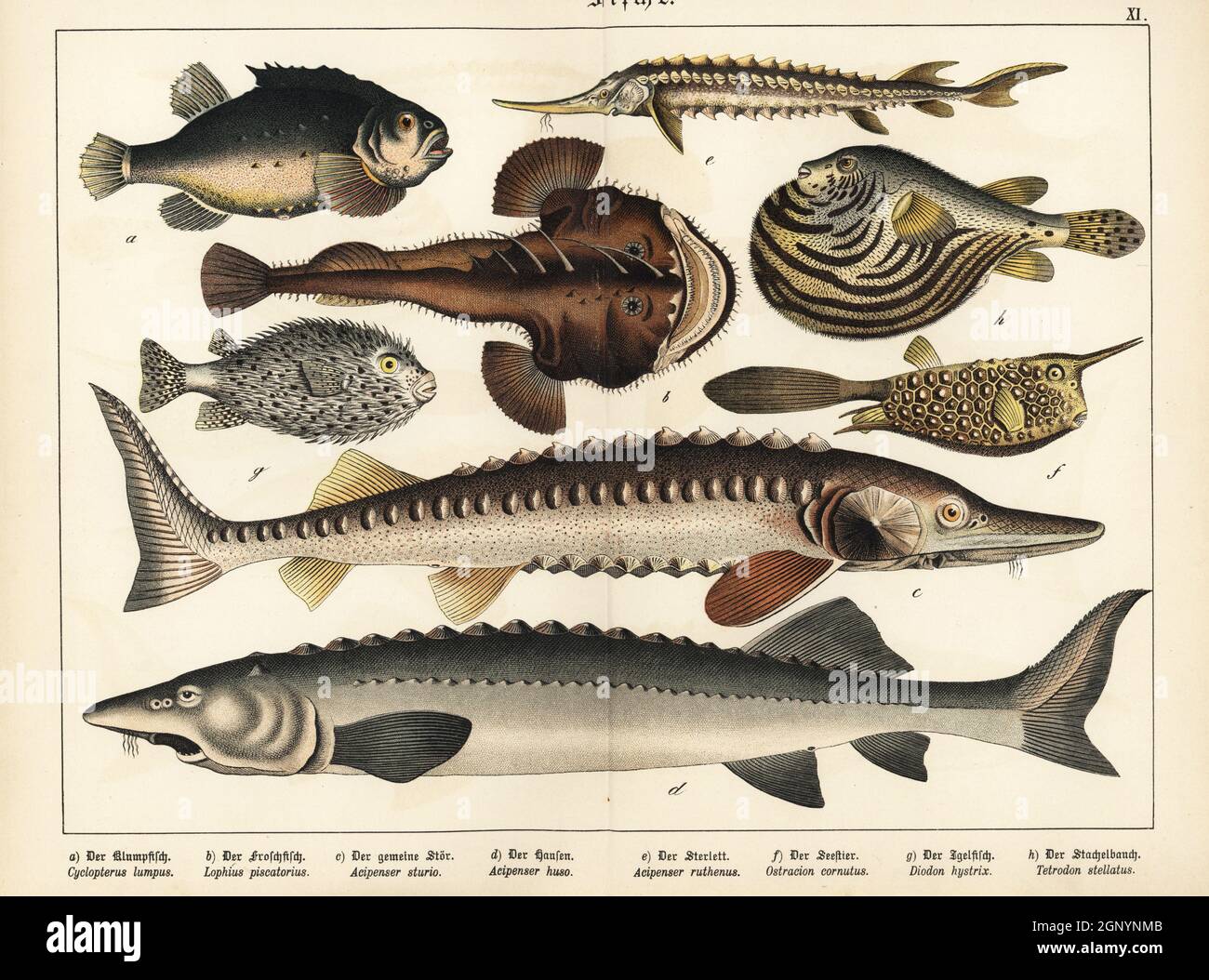 Pesci rossi, Cyclopterus lumpus a, pesci rossi, Lophius piscatorius b, storione, Acipenser sturio (in pericolo critico) c, beluga o storione russo, Huso huso (in pericolo critico) d, sterlina, Acipenser ruthenus (vulnerabile) e, Cofish longhorn, Lactoria cornuta f, porcupinefish a pinna piatta, Diodon hystrix g, E Stellate puffer, Arothron stellatus h., Chromolithograph di Gotthilf Heinrich von Schubert's Natural History of Animal Kingdom for School and Home (Naturgeschichte des Tierreichs fur Schule und Haus), Schreiber, Monaco di Baviera, 1886. Foto Stock