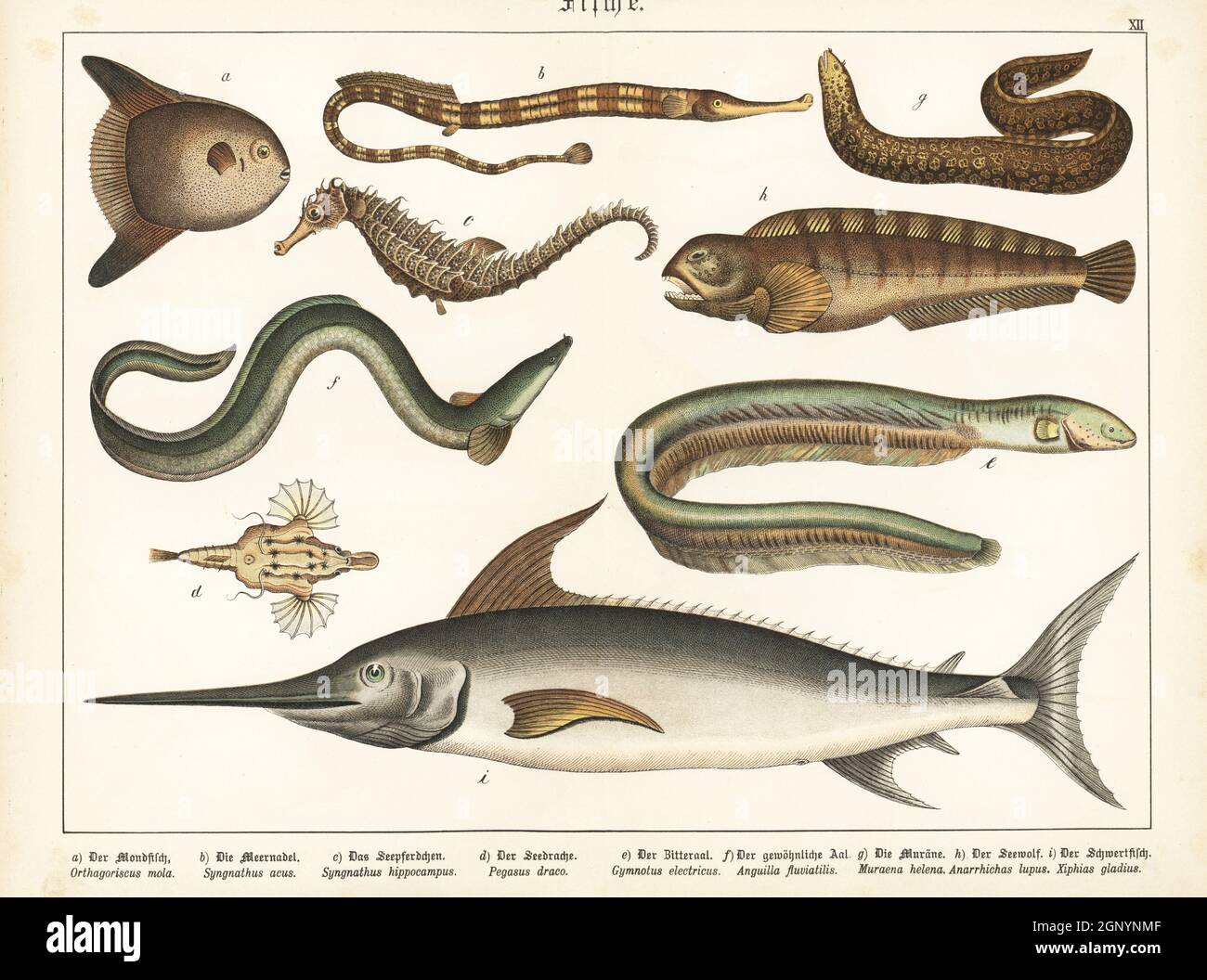 Pesce marino, Mola mola a, Pesce piepeo maggiore, Syngnathus acus b, cavalluccio marino corto, Ippocampo ippocampus c, piccolo dragonfish, Eurypegasus draconis d, anguilla elettrica, elettroforus electricus e, anguilla europea in pericolo di estinzione, Anguilla anguilla f, moray mediterraneo, Muraena helena g, luffish Atlantico, Anarhichas lupus h, e pesce spada, Xiphias gladius i. Chromolithograph di Gotthilf Heinrich von Schubert's Natural History of Animal Kingdom for School and Home (Naturgeschichte des Tierreichs fur Schule und Haus), Schreiber, Monaco di Baviera, 1886. Foto Stock